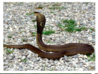 handling if biten and sting by snakes